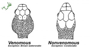 Check that the snake is venomous or non venomous