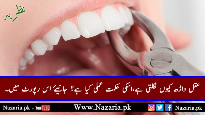 What is wisdom teeth? Nazaria.pk