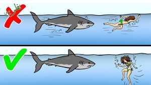 How to safe life against sharks
