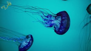 facts of jelly fish
