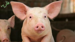 interesting facts about pigs