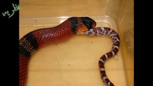 How to check that snake is harmful or non harmful