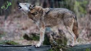interesting facts about wolves