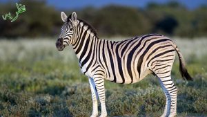 Facts about zebra