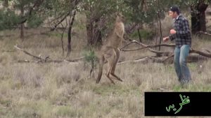 How to safe against kangaroo