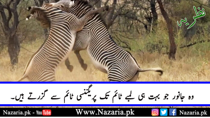 Animals who had long pregnancy. Nazaria.pk